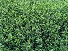 Organic Alfalfa Hay - Photo 3