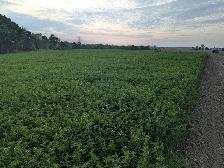 Organic Alfalfa Hay - Photo 4