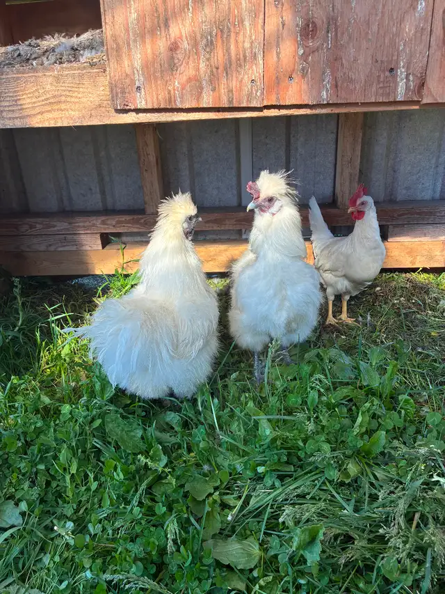 Silky chickens for sale