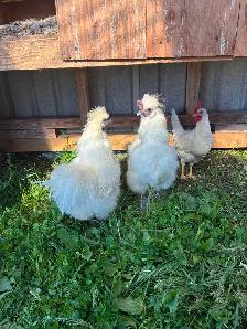 Silky chickens for sale