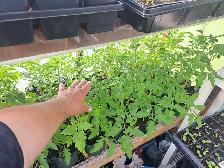 plants de jardins a vendre