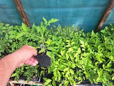 plants de jardins a vendre - Photo 2