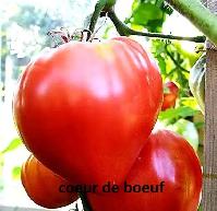 plants de jardins a vendre - Photo 3