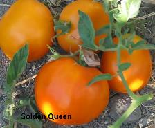 plants de jardins a vendre - Photo 5