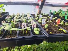 plants de jardins a vendre - Photo 7