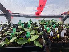 plants de jardins a vendre - Photo 8