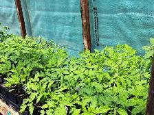 plants de jardins a vendre - Photo 10