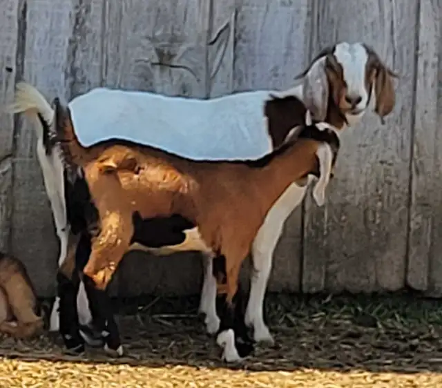 Boer  goat herd