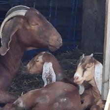 Boer  goat herd - Photo 2