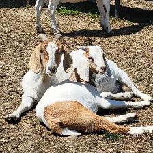 Boer  goat herd - Photo 3