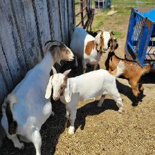 Boer  goat herd - Photo 4