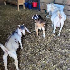 Boer  goat herd - Photo 5