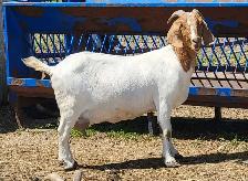 Boer  goat herd - Photo 6