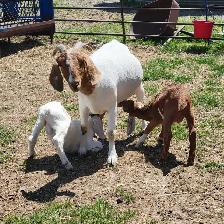 Boer  goat herd - Photo 7