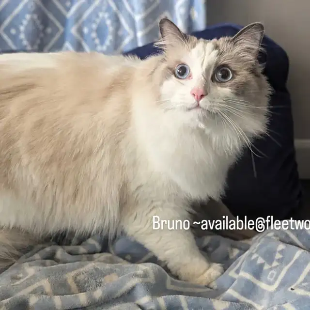 Purebred Blue Bicolour Ragdolls