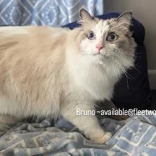 Purebred Blue Bicolour Ragdolls