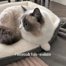 Purebred Blue Bicolour Ragdolls - Photo 2