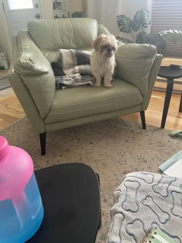 Dog sitter and Dog Bording