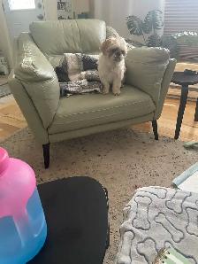 Dog sitter and Dog Bording