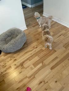 Dog sitter and Dog Bording - Photo 4