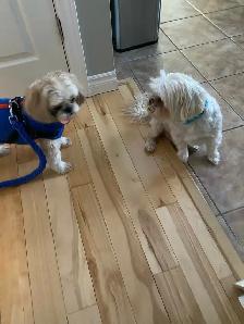 Dog sitter and Dog Bording - Photo 5