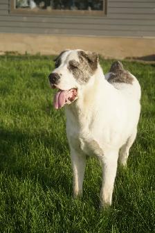 11-Month-Old Male Alabai (Central Asian Shepherd)
