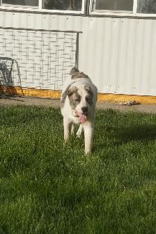 11-Month-Old Male Alabai (Central Asian Shepherd) - Photo 2