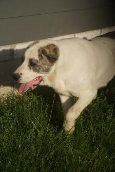 11-Month-Old Male Alabai (Central Asian Shepherd) - Photo 3