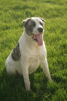 11-Month-Old Male Alabai (Central Asian Shepherd) - Photo 4
