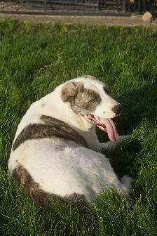 11-Month-Old Male Alabai (Central Asian Shepherd) - Photo 5
