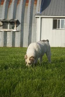 11-Month-Old Male Alabai (Central Asian Shepherd) - Photo 6