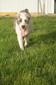 11-Month-Old Male Alabai (Central Asian Shepherd) - Photo 7