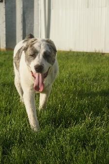 11-Month-Old Male Alabai (Central Asian Shepherd) - Photo 8