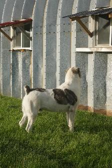 11-Month-Old Male Alabai (Central Asian Shepherd) - Photo 9