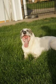 11-Month-Old Male Alabai (Central Asian Shepherd) - Photo 11