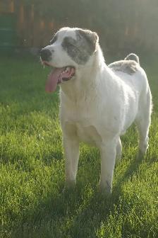 11-Month-Old Male Alabai (Central Asian Shepherd) - Photo 12