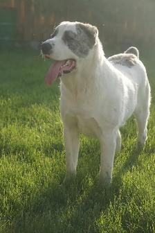 11-Month-Old Male Alabai (Central Asian Shepherd) - Photo 13