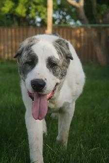 11-Month-Old Male Alabai (Central Asian Shepherd) - Photo 15