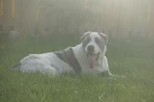 11-Month-Old Male Alabai (Central Asian Shepherd) - Photo 16