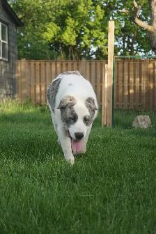 11-Month-Old Male Alabai (Central Asian Shepherd) - Photo 17