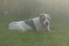 11-Month-Old Male Alabai (Central Asian Shepherd) - Photo 18