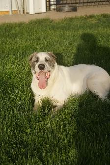 11-Month-Old Male Alabai (Central Asian Shepherd) - Photo 19