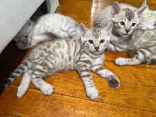 Beautiful Purebred Snow Bengal Kittens - Photo 2