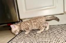 Beautiful Purebred Snow Bengal Kittens - Photo 4
