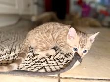 Beautiful Purebred Snow Bengal Kittens - Photo 5