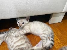 Beautiful Purebred Snow Bengal Kittens - Photo 6