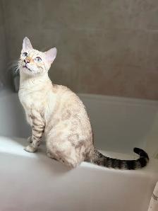 Beautiful Purebred Snow Bengal Kittens - Photo 9