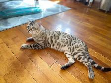 Beautiful Purebred Snow Bengal Kittens - Photo 10
