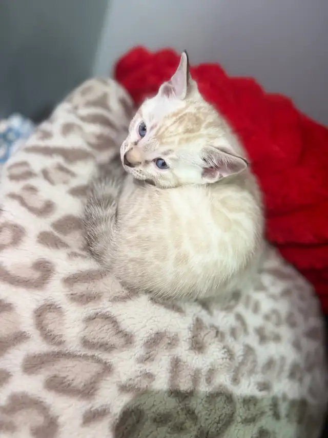 Beautiful Purebred Snow Bengal Kittens Available