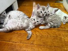 Beautiful Purebred Snow Bengal Kittens Available - Photo 2
